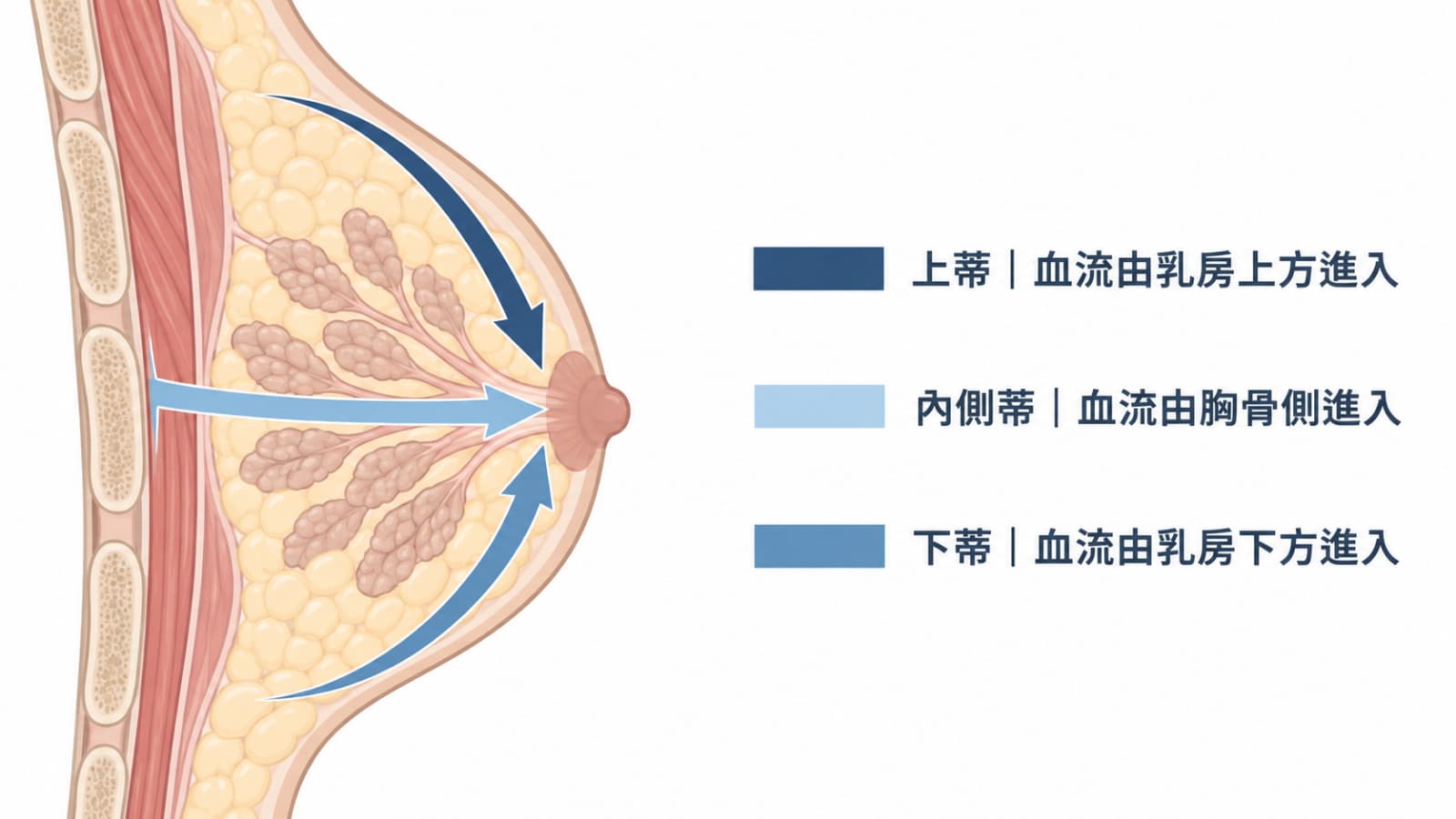 提乳手術乳頭乳暈蒂部血流設計示意圖